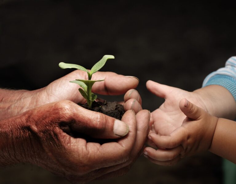 seedling