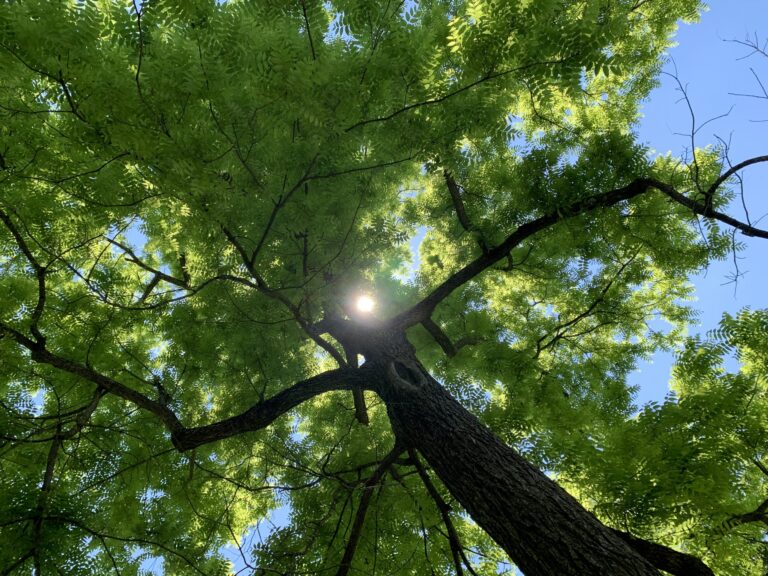 Tree top
