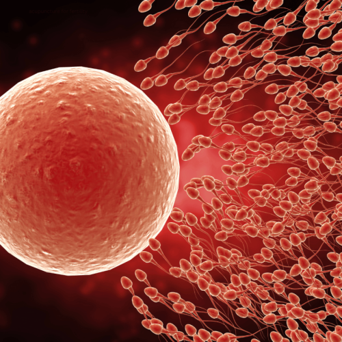 Illustration of a human egg being approached by multiple sperm, symbolizing fertility and the role of acupuncture in enhancing it.